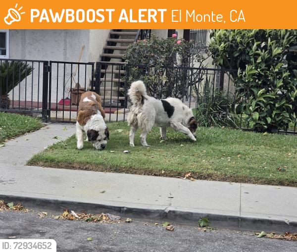 Found/Stray Unknown Dog last seen Peck and Ramona , El Monte, CA 91732