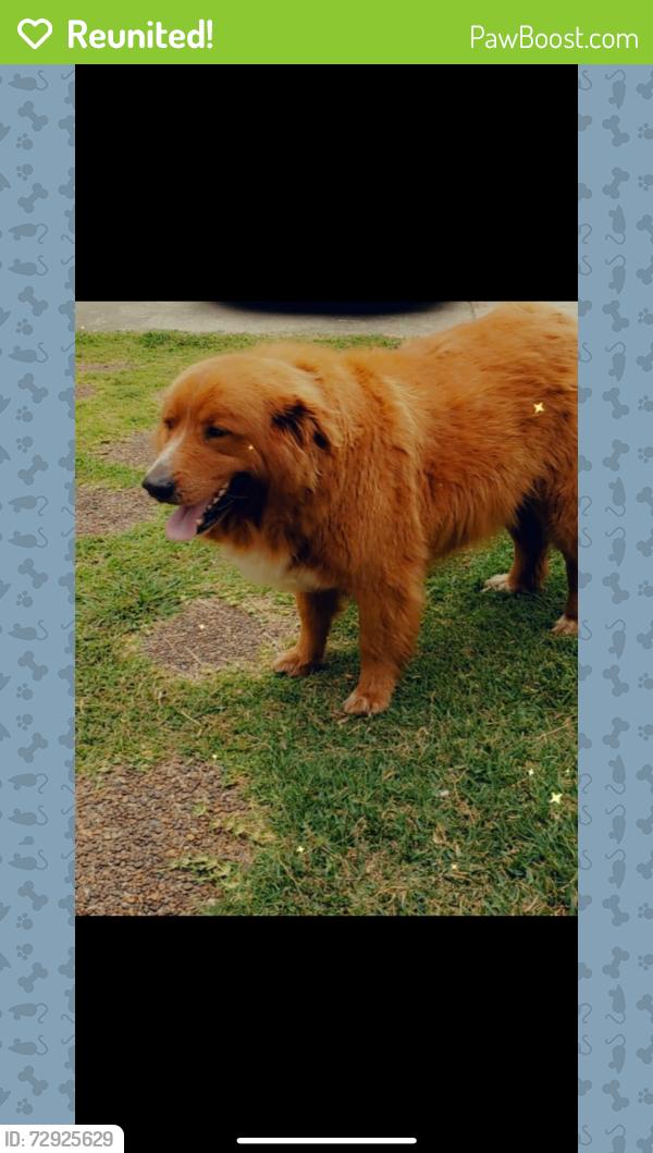 Reunited Male Dog last seen Near dandy rd Dallas ga 30132, Dallas, GA 30132
