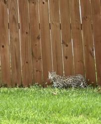 Lost Unknown Cat last seen Sienna, Missouri City, TX 77459