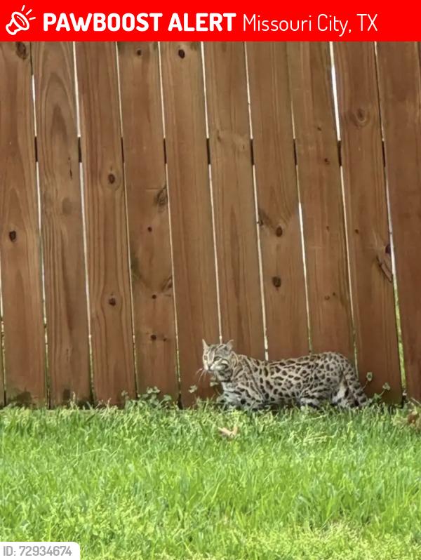 Lost Unknown Cat last seen Sienna, Missouri City, TX 77459