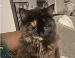 Reunited Female Cat last seen Washington Alley behind 2177 Jefferson St, Eugene, OR 97405