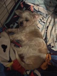 Reunited Female Dog last seen Adams and Paloma, Los Angeles, CA 90011