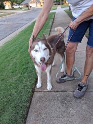 Found/Stray Male Dog last seen Memorial and Bryant, Edmond, OK 73034