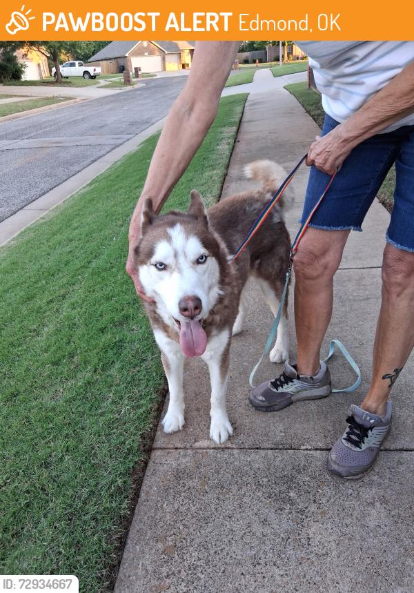 Found/Stray Male Dog last seen Memorial and Bryant, Edmond, OK 73034