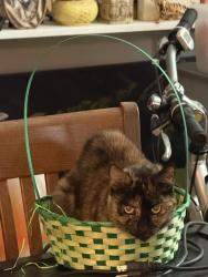 Lost Female Cat last seen Baker st, Pasco County, FL 34638
