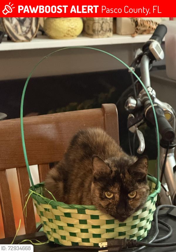 Lost Female Cat last seen Baker st, Pasco County, FL 34638