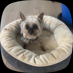 Lost Female Dog last seen Wurzbach , San Antonio, TX 78229