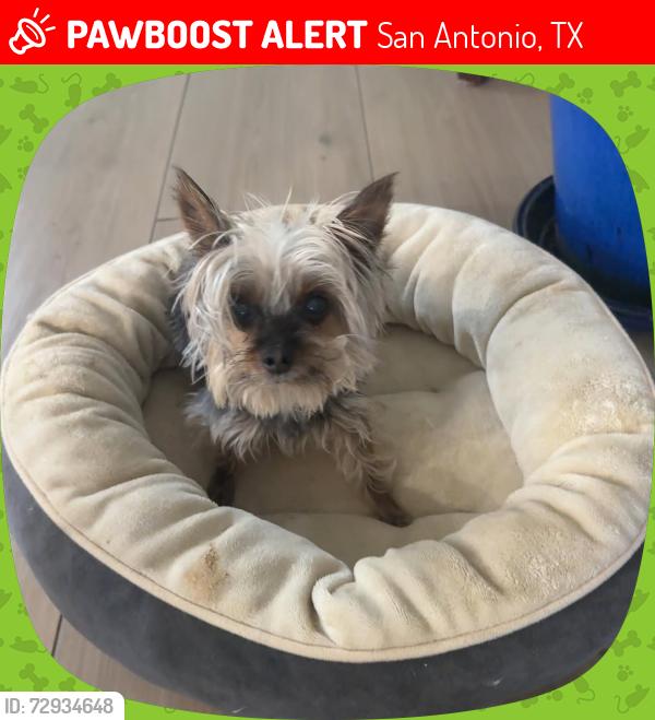 Lost Female Dog last seen Wurzbach , San Antonio, TX 78229