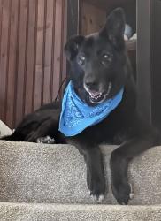 Reunited Female Dog last seen Benton Ave walking up street towards Brighton Road, Pittsburgh, PA 15212