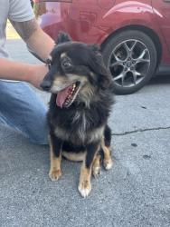 Found/Stray Female Dog last seen La Felicia Mexican restaurant , Red Bank, TN 37415