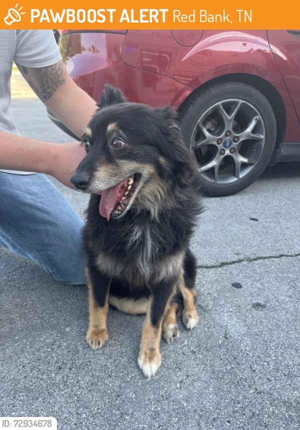 Found/Stray Female Dog last seen La Felicia Mexican restaurant , Red Bank, TN 37415