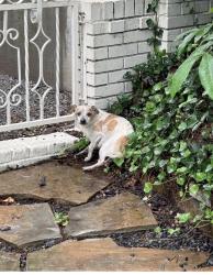 Found/Stray Male Dog last seen White Rock Elementary area, Dallas, TX 75238