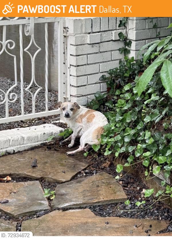 Found/Stray Male Dog last seen White Rock Elementary area, Dallas, TX 75238