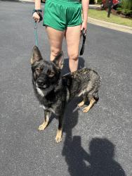Found/Stray Female Dog last seen river highway and williamson road , Mooresville, NC 28115