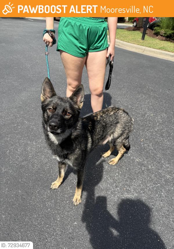 Found/Stray Female Dog last seen river highway and williamson road , Mooresville, NC 28115