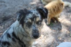 Reunited Male Dog last seen mascotte empire rd , Lake County, FL 34736