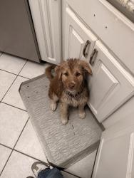 Lost Male Dog last seen Grand, Chicago, IL 60644