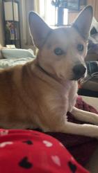 Reunited Female Dog last seen M & M Truck Repair, North Sewickley Township, PA 15010