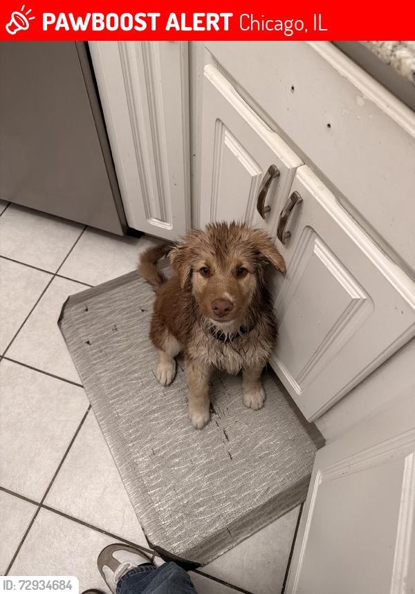 Lost Male Dog last seen Grand, Chicago, IL 60644