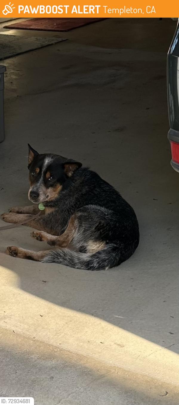 Found/Stray Male Dog last seen Santa Rita Rd & Sunrise Ridge Road, Templeton CA , Templeton, CA 93465