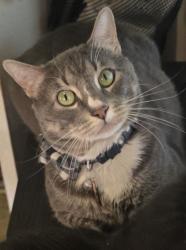 Reunited Male Cat last seen Grand Ave. and Lloyd St., New Haven, CT 06513