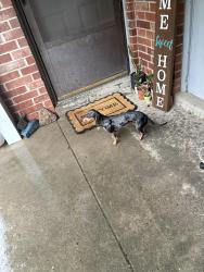 Reunited Female Dog last seen Harris drive. , Alma, AR 72921