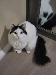 Reunited Male Cat last seen Near Chadron Ave Gardena CA 90249, Gardena, CA 90249