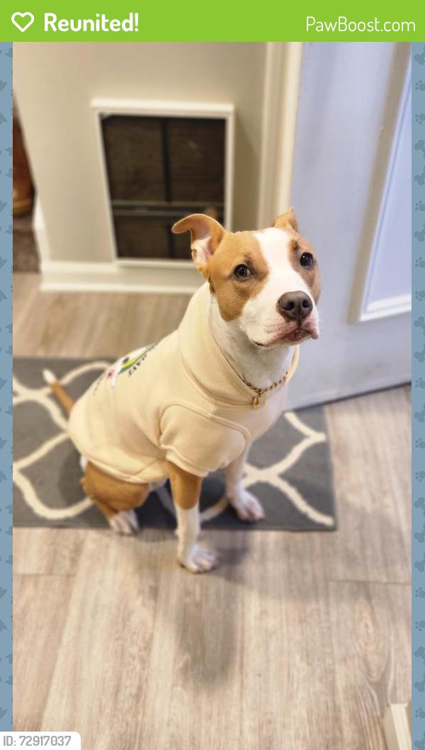 Reunited Female Dog last seen Murdock Ave, Queens, NY 11412