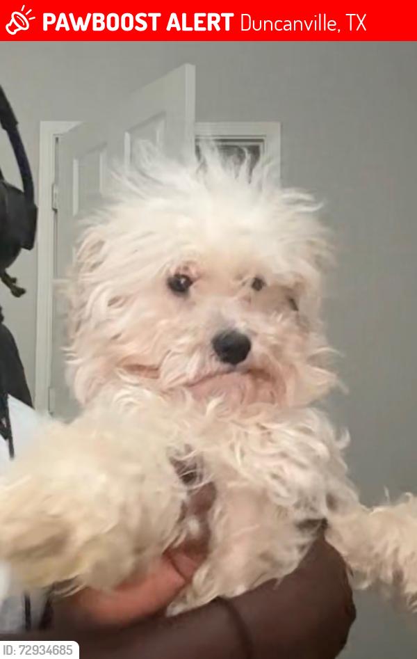 Lost Male Dog last seen Gable Ave, Duncanville, TX 75137