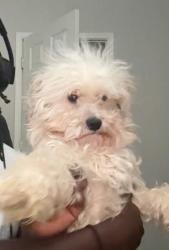 Lost Male Dog last seen Gable Ave, Duncanville, TX 75137