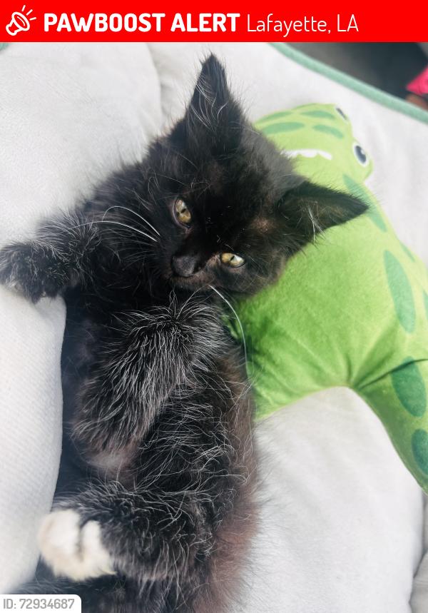 Lost Male Cat last seen Belleau , Lafayette, LA 70501