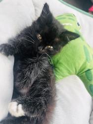 Lost Male Cat last seen Belleau , Lafayette, LA 70501