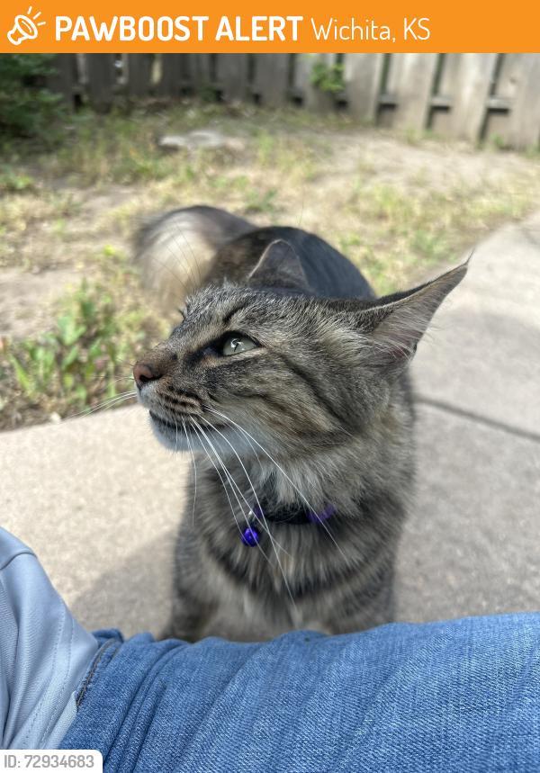 Found/Stray Unknown Cat last seen On Oliver between English and Lewis streets. , Wichita, KS 67218