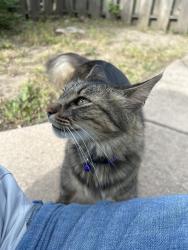 Found/Stray Unknown Cat last seen On Oliver between English and Lewis streets. , Wichita, KS 67218