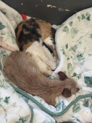 Lost Female Dog last seen Near Windsor San Bernardino California , San Bernardino, CA 92401