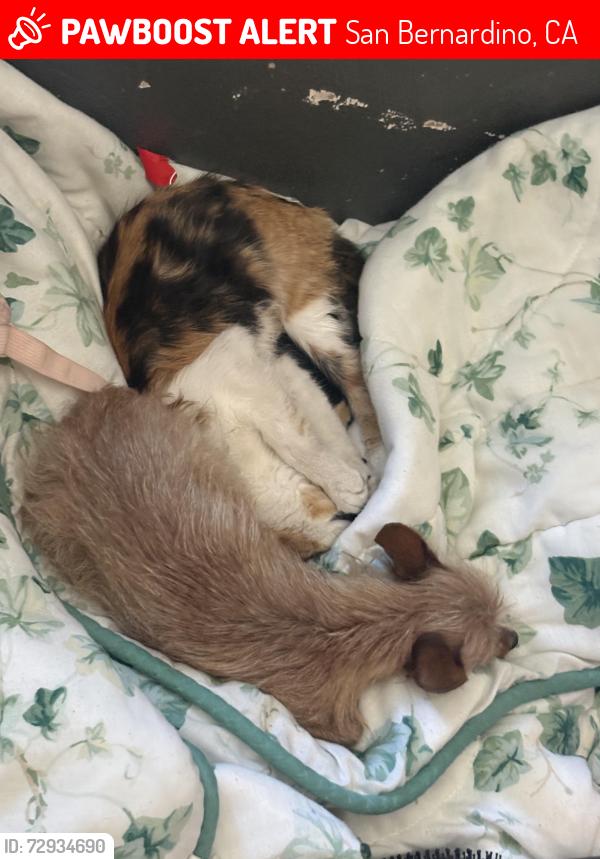 Lost Female Dog last seen Near Windsor San Bernardino California , San Bernardino, CA 92401