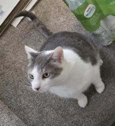 Reunited Male Cat last seen 1st st NW, Rochester , Rochester, MN 55902