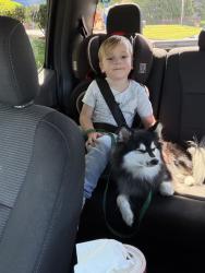 Reunited Male Dog last seen Pacific and Sleater Kennedy , Lacey, WA 98503