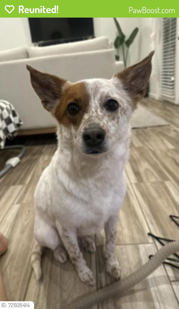 Reunited Female Dog last seen Monitor St, Bakersfield, CA 93307