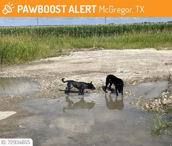 Found/Stray Unknown Dog last seen Trails of Oakridge neighborhood , McGregor, TX 76657