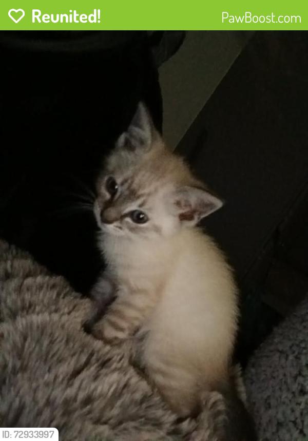 Reunited Male Cat last seen Midcrown St, San Antonio, TX 78218