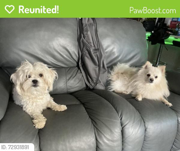 Reunited Male Dog last seen Washougal Lane, Pasco, WA, Pasco, WA 99301