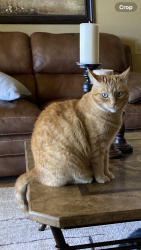 Lost Female Cat last seen Los Robles or Westwind , El Paso, TX 79912