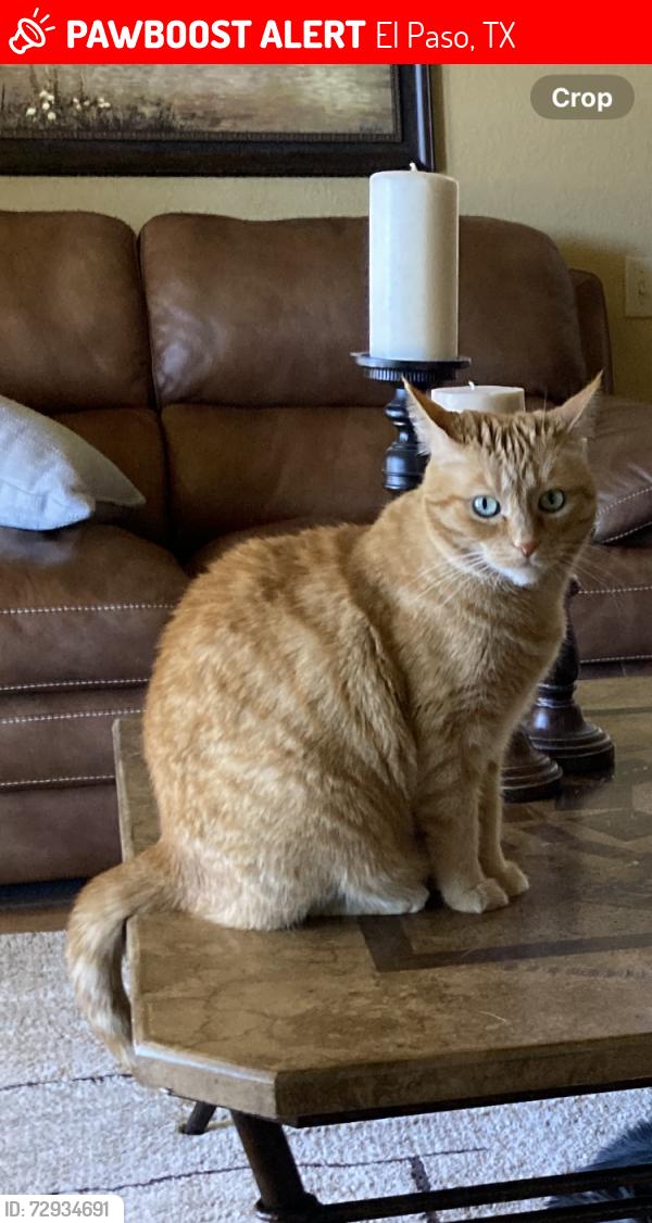 Lost Female Cat last seen Los Robles or Westwind , El Paso, TX 79912