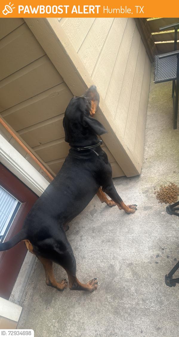 Found/Stray Male Dog last seen Woods on the fairway apmts , Humble, TX 77346