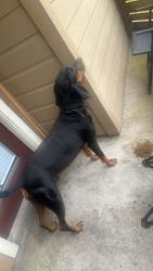 Found/Stray Male Dog last seen Woods on the fairway apmts , Humble, TX 77346
