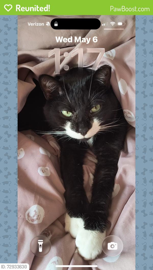 Reunited Male Cat last seen Laurel Oaks Circle, Laurel, Ormond Beach, FL 32174