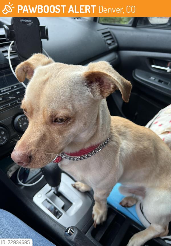 Found/Stray Male Dog last seen Stout Street Health Center, Denver, CO 80205
