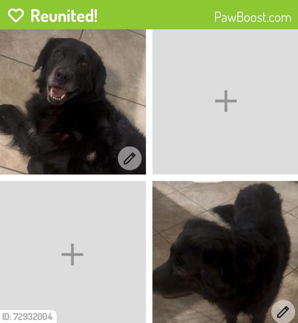 Reunited Male Dog last seen Paradise drive canyon lake tx, Canyon Lake, TX 78133