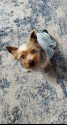 Reunited Male Dog last seen Chilham , Florissant, MO 63033